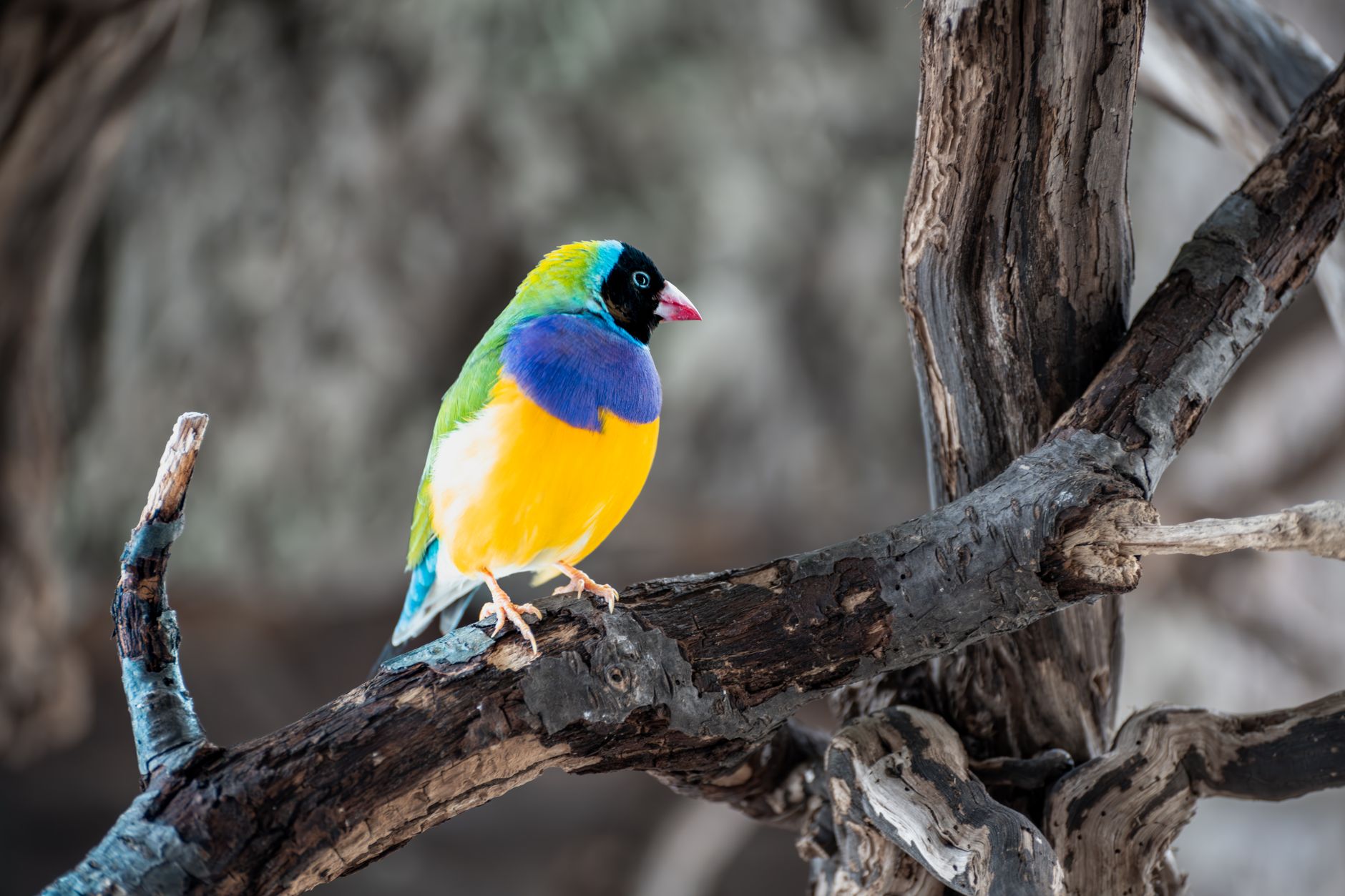 Thousands of handcrafted nest boxes spark endangered Gouldian finch population surge